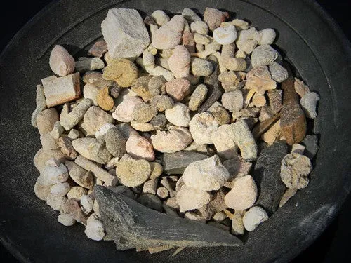 Bulk Fossil Genuine Premium Variety Mix - Super Saver 20 lb - approx 1000 pcs